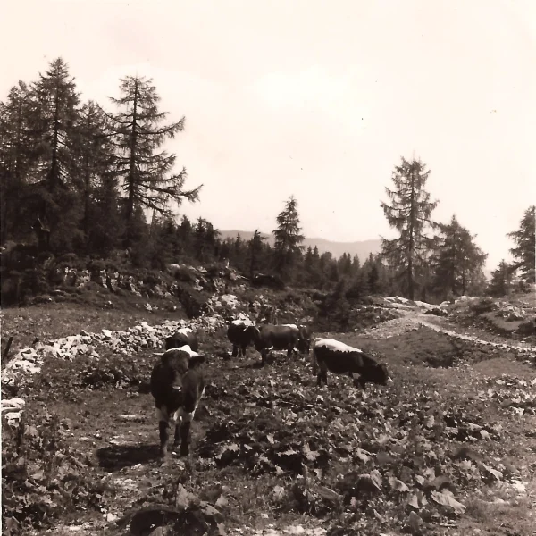 Blick auf die Kuhweide